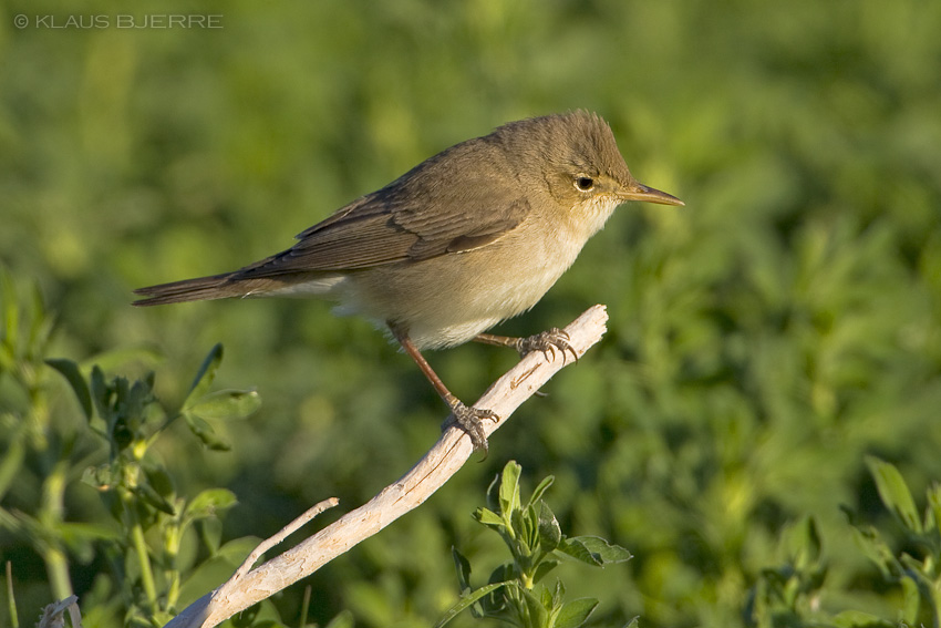 Olivaceus Warbler_KBJ9499.jpg - Olivaceous Warbler - Kibbutz Neot Semadar